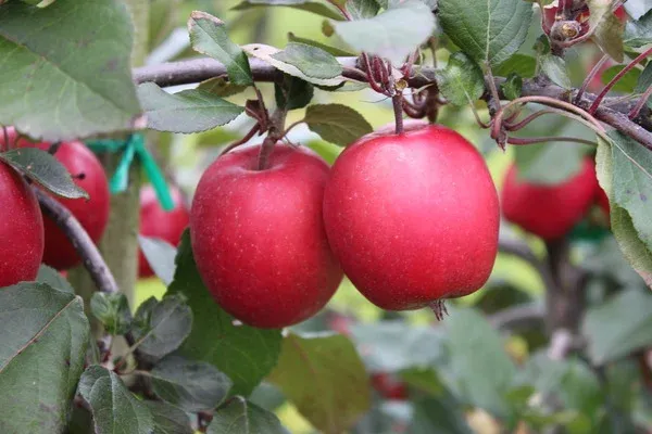 Колхаас | Redlove Kohlhaas