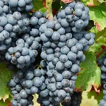 Фото Аваренго