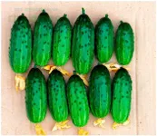 Фото Балаган F1