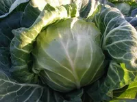 Фото Сюрприз F1