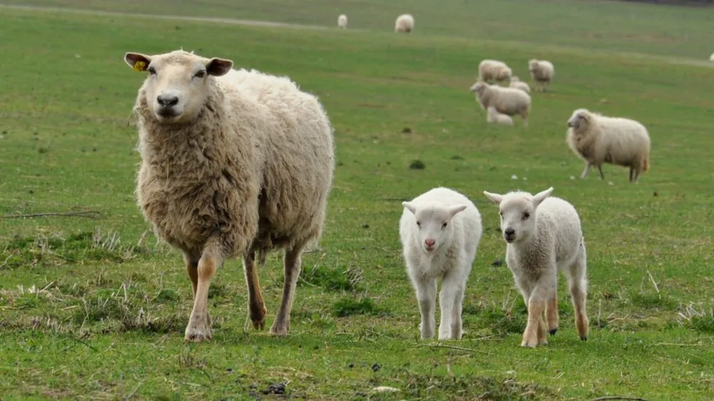 Шумавська (Sumavska)