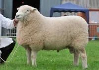 Фото Девонська (Devon Closewool)