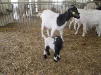 Фото Мальтійська