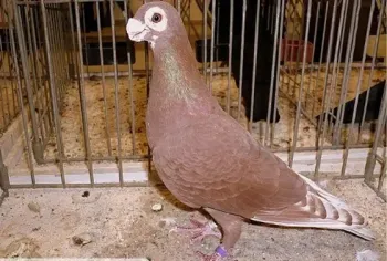 Породи голубів Островецький Бородавчатий