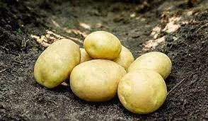 Аргана (Argana)