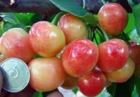 Фото Легенда Млієва