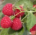 Фото Амфора