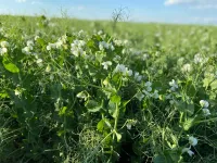 Фото Баллтрап | Balltrap