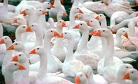 Фото Італійські гуси