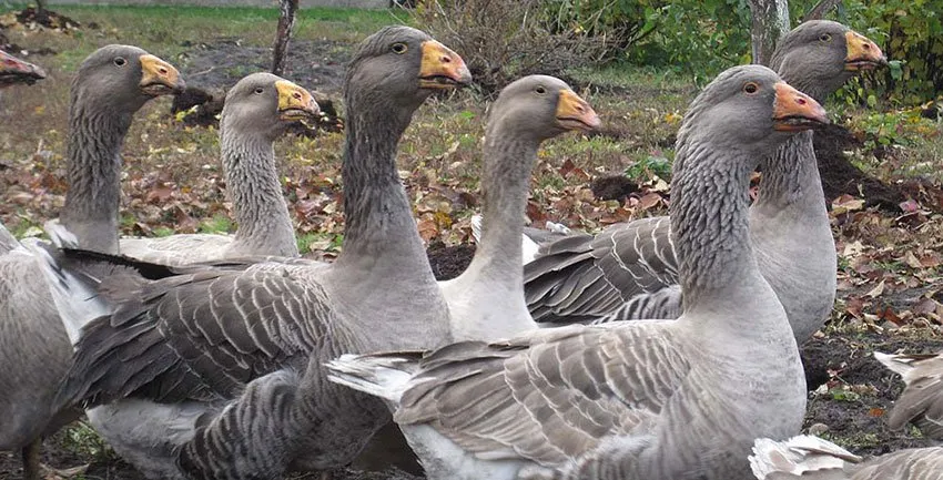 Тульські бійцівські гуси