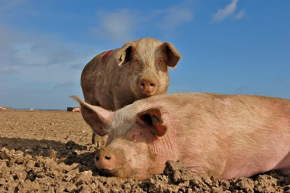 Кантонська