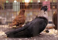 Фото Єгипетський свіфт (стриж)