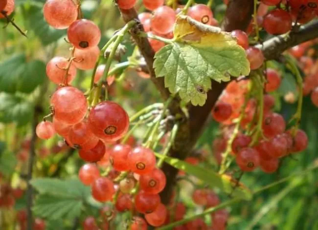 Рожеві Перли смородина червона