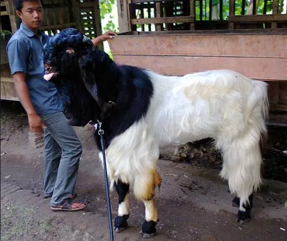 Джамнапарі