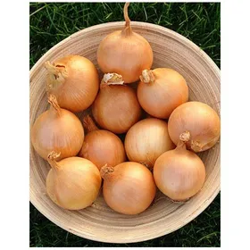 Сорти цибулі Блустер F1 / Blooster F1