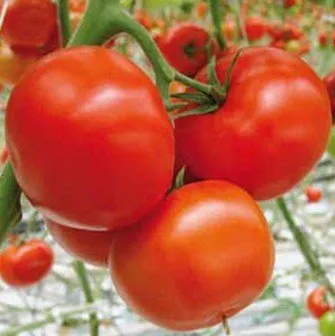 Старбак F1 / Starbuck F1