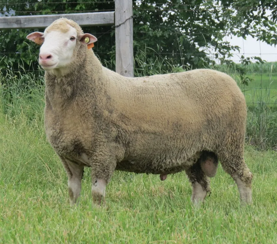 Поліпай (Polypay)