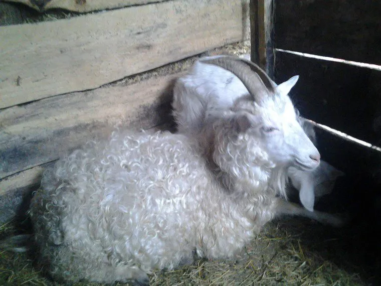 Придонська коза