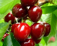 Фото Аннушка