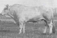 Фото Українська м’ясна