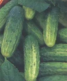 Сорти огірків Сквирський F1