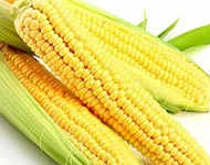 Фото Фаворит F1