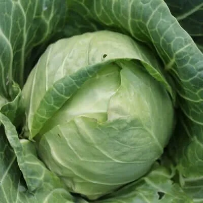 Нозомі F1 / Nozomi F1