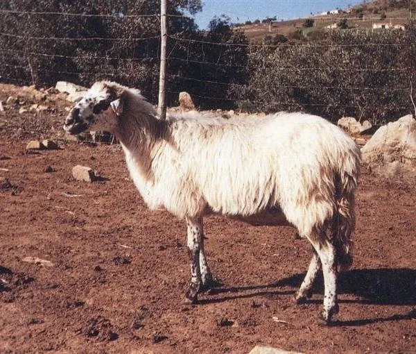 Пінзіріта (Pinzirita)