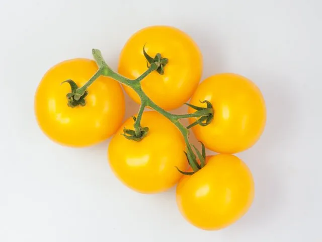 Гуальдіно F1 / Gualdino F1