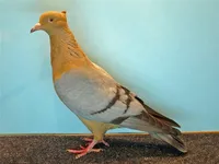 Фото Архангельський снігур