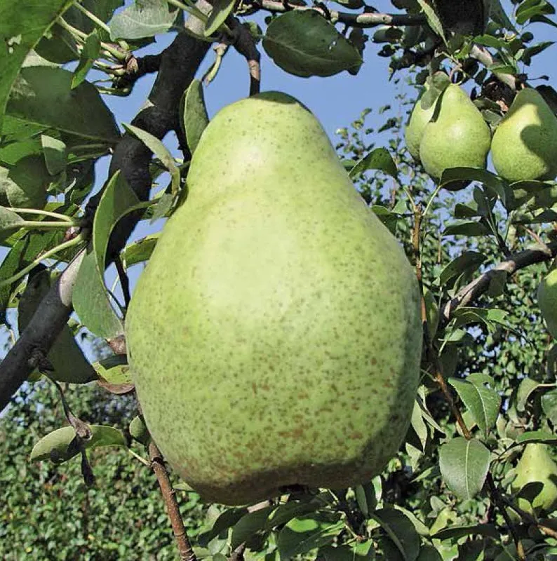 Ноябрська (Ксенія, Зимня, Ноябрська Молдова)