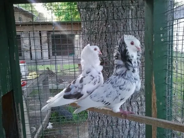 Староголандський Капуцин