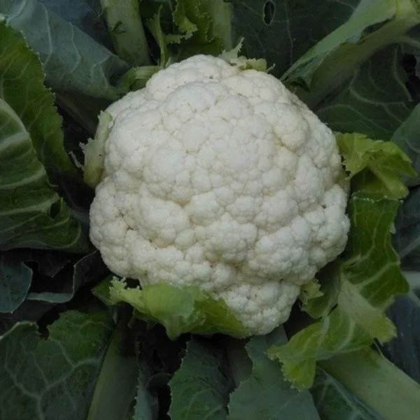 Кандід Шарм F1