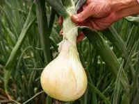 Фото Глобо / Globo