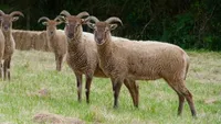 Фото Кастелмілк Муріт (Castlemilk Moorit)