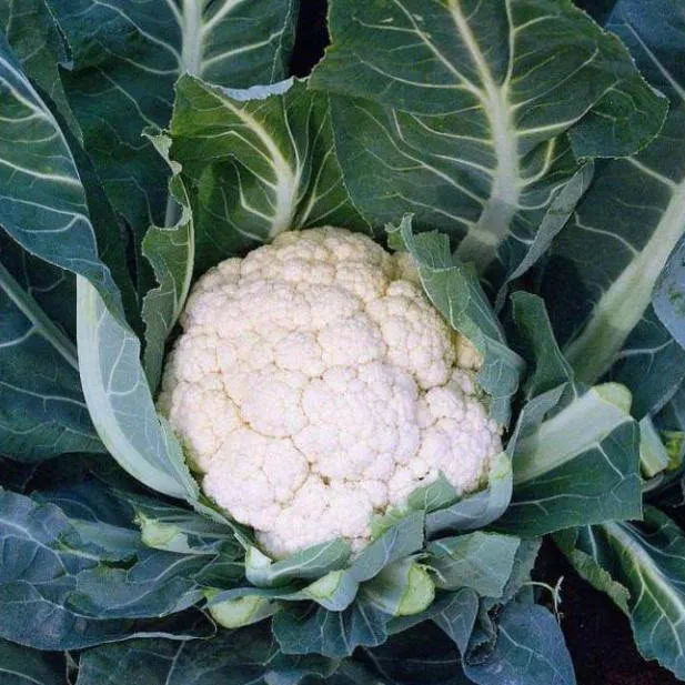 Інклайн F1 / Incline F1