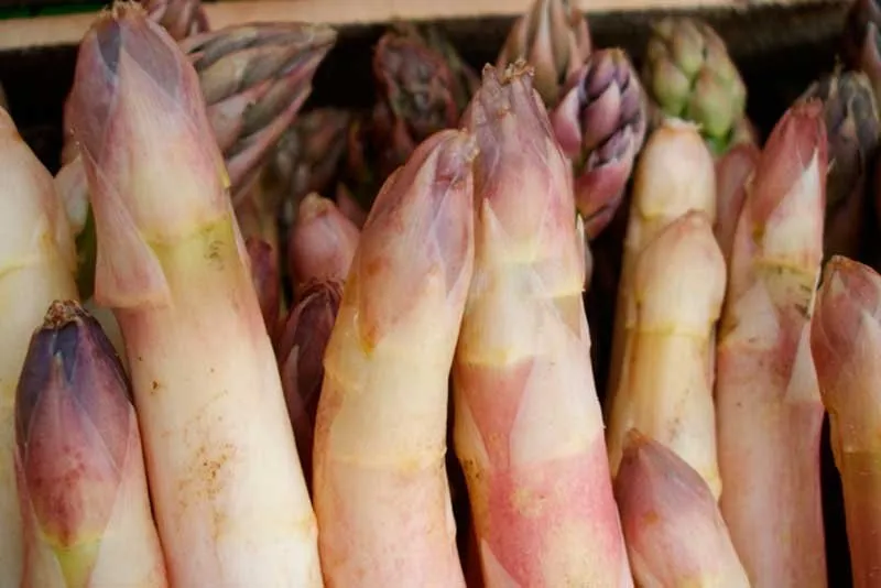 Технологія вирощування спаржі