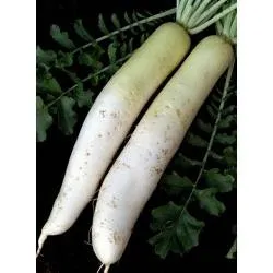 Московський богатир