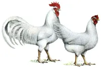 Фото Легорн (Леггорн)