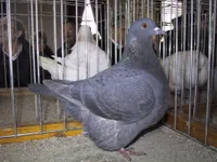 Фото Тексан