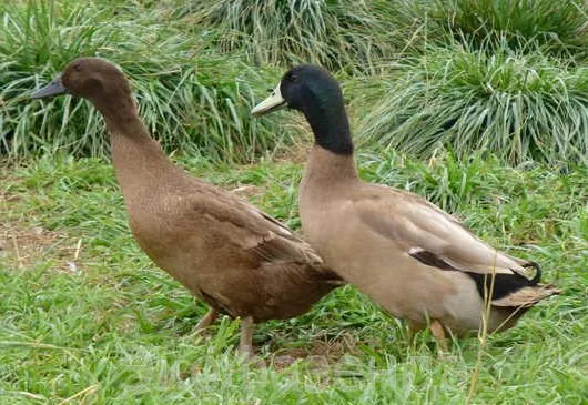 Хакі Кемпбелл