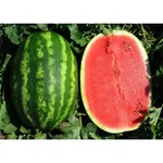 Фото Прізматика F1 / Prismatica F1