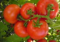 Фото Фрістайл F1