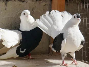 Породи голубів Ростовський чистяк - чілік