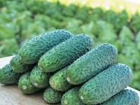 Фото Чайковський F1 (12-78 RZ )