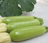 Фото Суха F1