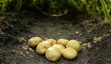 Фалкон (Falcon)