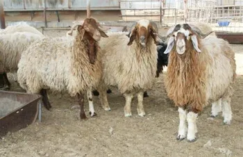 Породи овець Каракульська (Karakul)