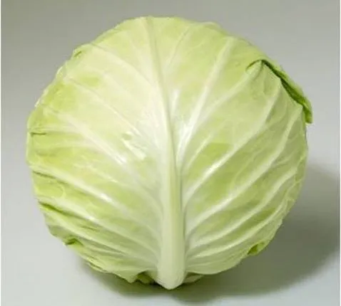 Оторіно F1 / Otorino F1