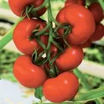 Фото Беріл РЦ F1 / Beril RZ F1